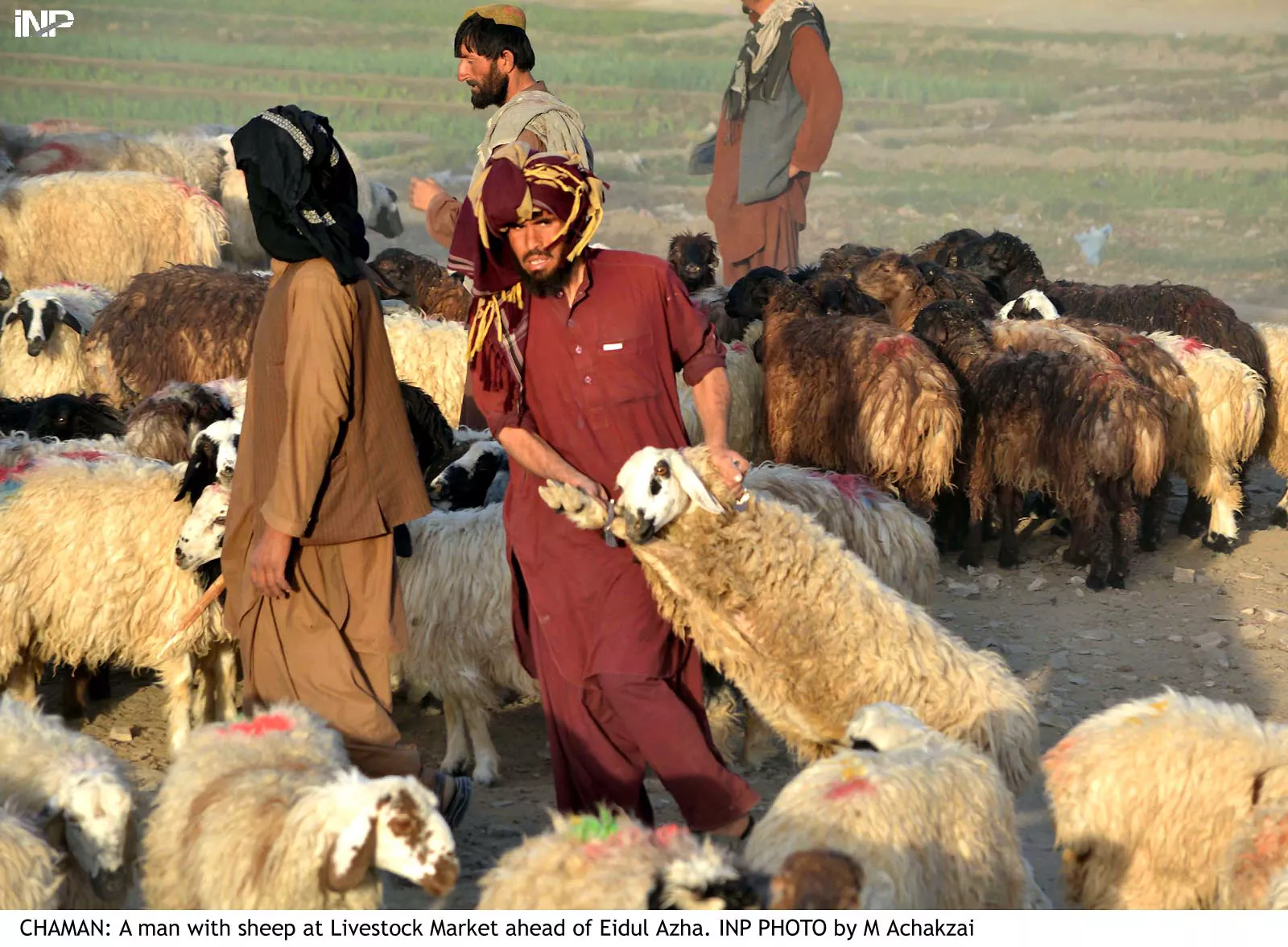 idps will not celebrate eidul azha if they do not take sacrificial animals along with them to north waziristan says dawar photo inp idps will not celebrate eidul azha if they do not take sacrificial animals along with them to north waziristan says dawar photo inp