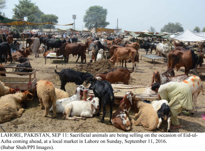doctors advise moderate use of red meat on eid doctors advise moderate use of red meat on eid