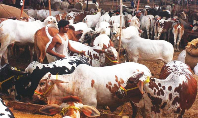 rising prices dampen sales of sacrificial animals this eid rising prices dampen sales of sacrificial animals this eid