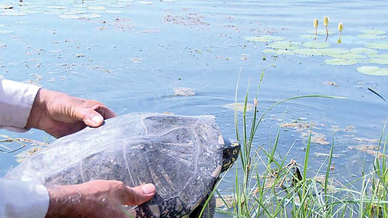 the black spotted turtles were released in indus river near kalar goth on monday morning photo express