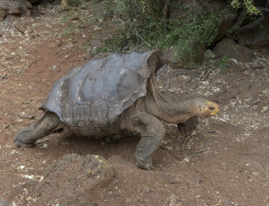 how a 100 year old tortoise single handedly saved his species from extinction how a 100 year old tortoise single handedly saved his species from extinction