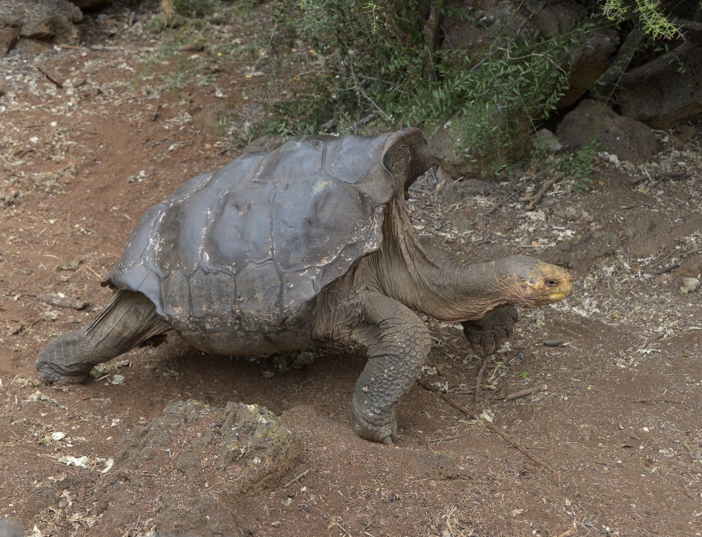 how a 100 year old tortoise single handedly saved his species from extinction