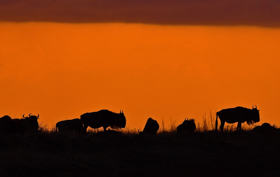 wilderbeests stand in the savannah during the annual wildebeests migration in the masai mara game reserve photo afp