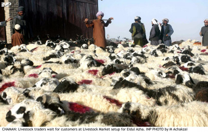 awaiting the verdict phc reserves judgment in livestock dg s appointment awaiting the verdict phc reserves judgment in livestock dg s appointment