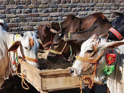 up to rs300b flowed from pakistan s urban to rural areas during eidul azha