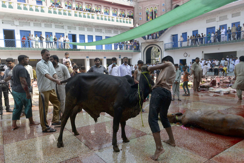 tariq hussain malik a resident of mohallah chah matheywala said his bull had hit and injured four butchers photo tariq hassan express