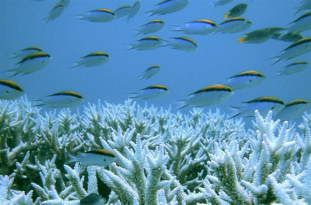 if the biggest fish vanish their loss will have serious consequences for other ocean ecosystems photo reuters