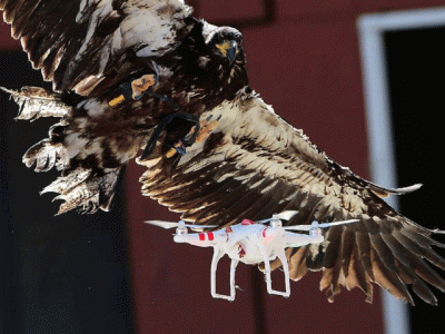 dutch police recruits eagles against drones dutch police recruits eagles against drones