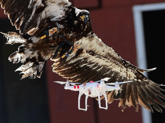about 100 police officers will be trained in working with the eagles photo afp about 100 police officers will be trained in working with the eagles photo afp