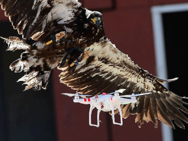 about 100 police officers will be trained in working with the eagles photo afp