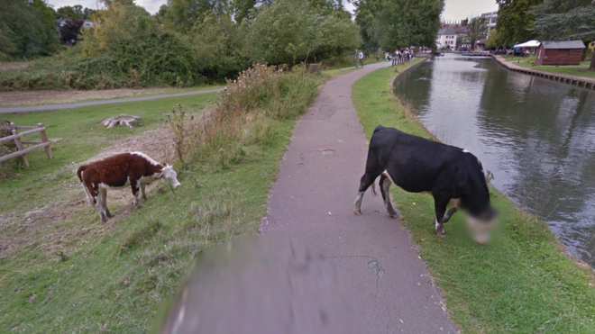 google s automatic facial recognition blurred the face of a cow in coe fen cambridge photo google