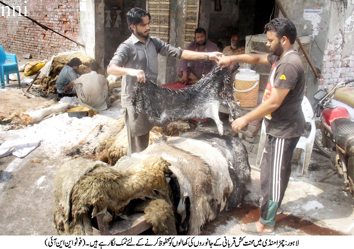 slumping decline in prices witnessed of sacrificial animals hides