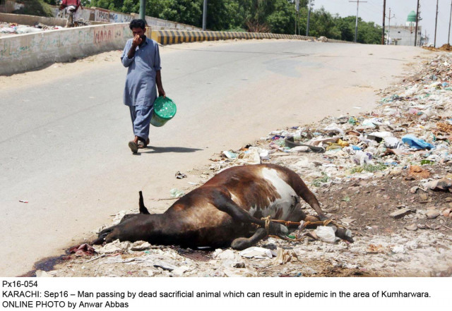 residents of kakshal and latifabad said municipal workers did not collect animal carcasses and waste from their localities photo online residents of kakshal and latifabad said municipal workers did not collect animal carcasses and waste from their localities photo online