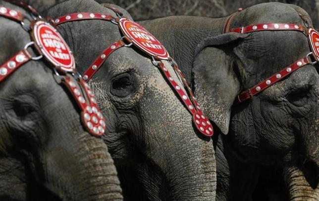 pa mahout tried to separate two animals by poking one with a sharp edged hook causing the elephant to run away in pain hoto reuters