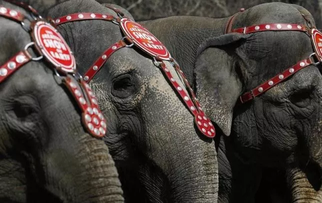 pa mahout tried to separate two animals by poking one with a sharp edged hook causing the elephant to run away in pain hoto reuters pa mahout tried to separate two animals by poking one with a sharp edged hook causing the elephant to run away in pain hoto reuters