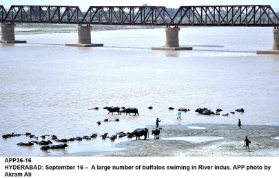 135mw taunsa hydropower project ppdb invites expression of interest