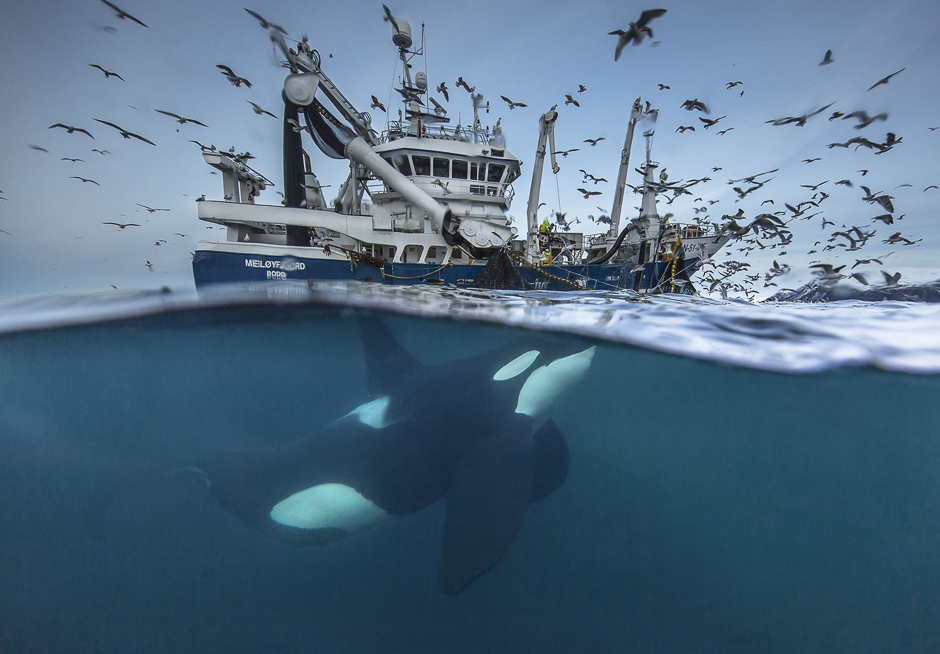 in pictures wildlife photographer of the year 2016