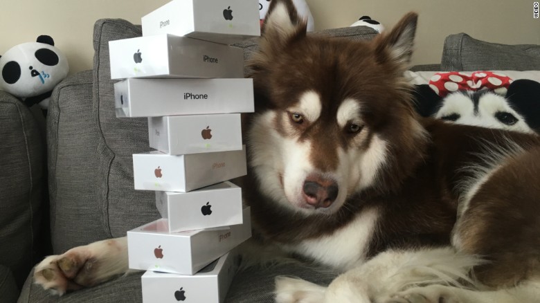 coco the alaskan malamute poses with her iphone 7 handsets photo cnn