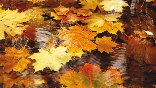 fall feels goodbye summer hello autumn fall feels goodbye summer hello autumn