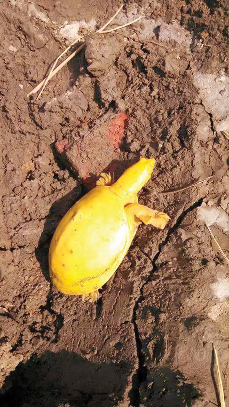 the search for the yellow turtle which surfaced in badin will continue on wednesday photo news desk the search for the yellow turtle which surfaced in badin will continue on wednesday photo news desk