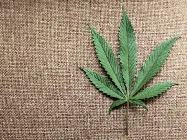 a marijuana leaf is displayed at canna pi medical marijuana dispensary in seattle washington photo reuters