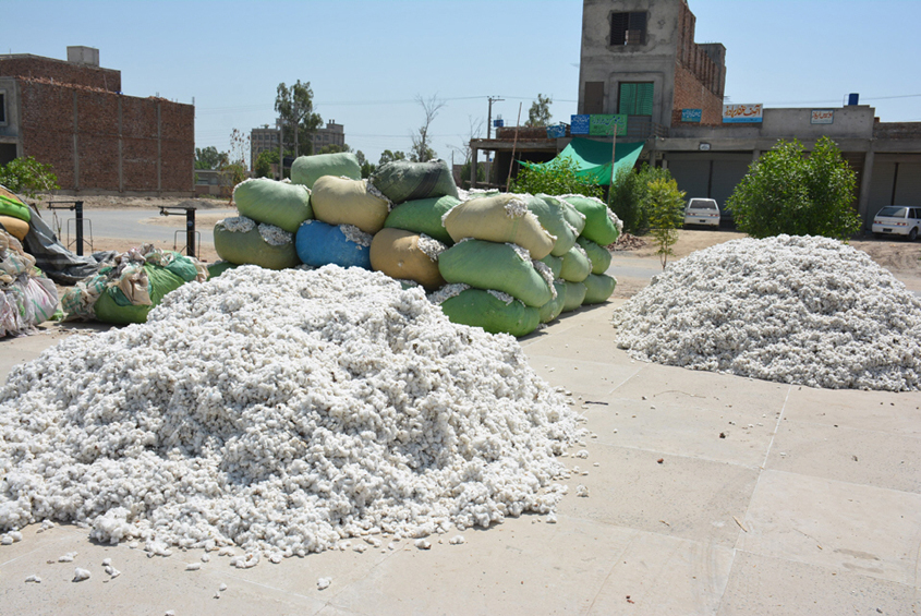 a number of impurities like pieces of leaves immature and empty bolls stems flowers sticks and weeds trash and dust mix with cotton due to carelessness of pickers photo hussain ahmed express