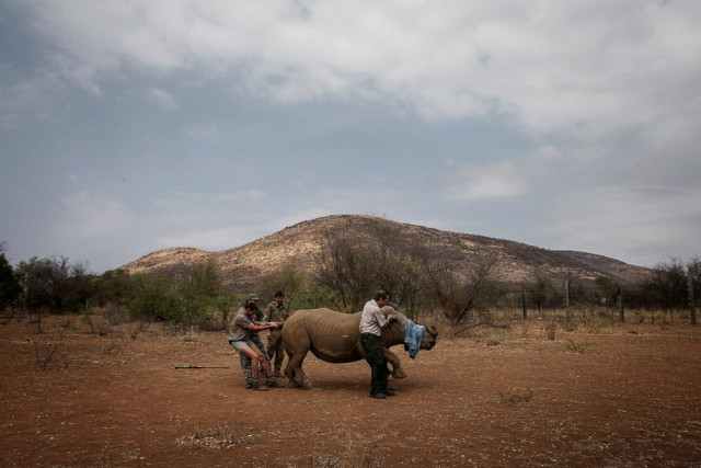 a veterinary from saving the survivors and rhino911 crew attend to a previously wounded rhino during an operation of rhino911 non governamental organization at the pilanesberg national park in the north west province south africa photo reuters