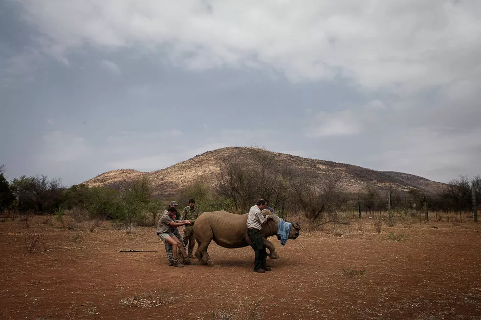 a veterinary from saving the survivors and rhino911 crew attend to a previously wounded rhino during an operation of rhino911 non governamental organization at the pilanesberg national park in the north west province south africa photo reuters