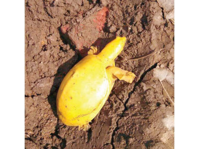 yellow turtle an albino says wildlife dept yellow turtle an albino says wildlife dept