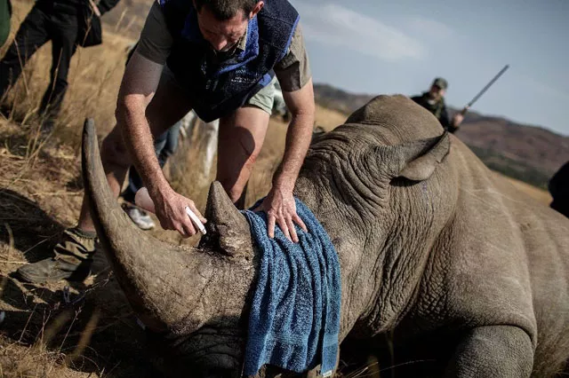 the plight of africa 039 s rhino and elephants targeted for their horns and tusks is expected to dominate 12 days of talks in johannesburg photo afp the plight of africa 039 s rhino and elephants targeted for their horns and tusks is expected to dominate 12 days of talks in johannesburg photo afp