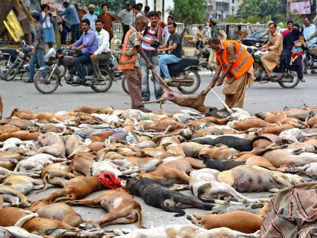 around 800 stray dogs were poisoned by karachi metropolitan corporation which was criticised by animal rights activists and was termed as violation of animal rights photo stock image