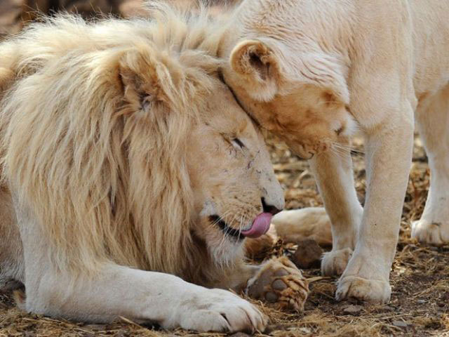 african lions photo afp
