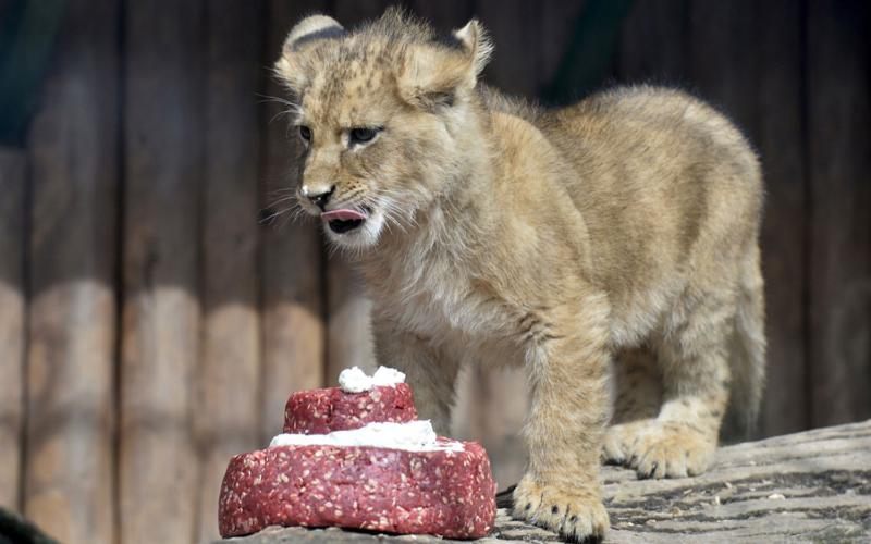 ono of two fourteen week old barbary lions tastes a meat cake after a naming ceremony at the bojnice zoo april 4 2015 photo reuters