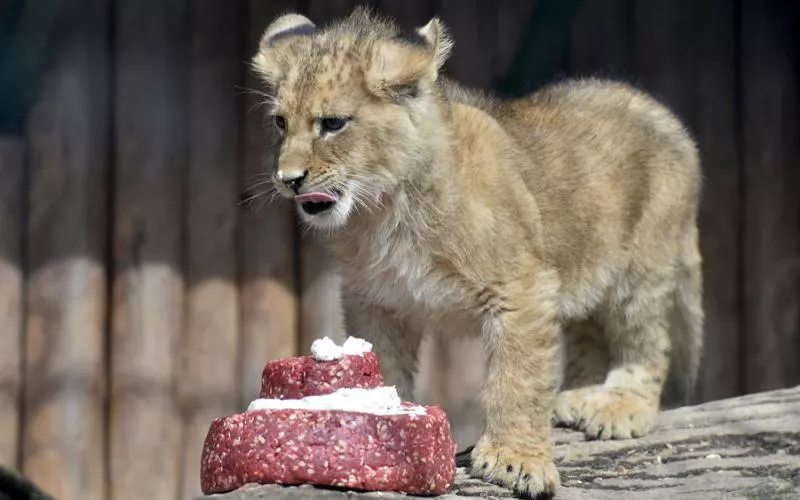 ono of two fourteen week old barbary lions tastes a meat cake after a naming ceremony at the bojnice zoo april 4 2015 photo reuters ono of two fourteen week old barbary lions tastes a meat cake after a naming ceremony at the bojnice zoo april 4 2015 photo reuters