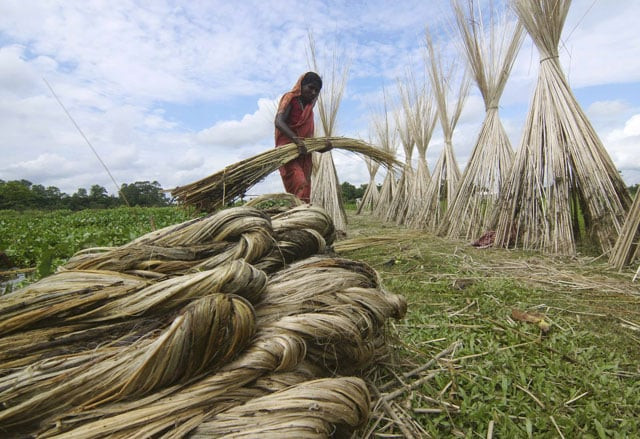 a woman carries a bundle of jute for drying in a paddy field in nagaon district in the northeastern state of assam india september 22 2016 photo reuters a woman carries a bundle of jute for drying in a paddy field in nagaon district in the northeastern state of assam india september 22 2016 photo reuters