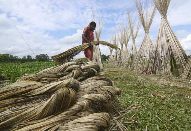 a woman carries a bundle of jute for drying in a paddy field in nagaon district in the northeastern state of assam india september 22 2016 photo reuters