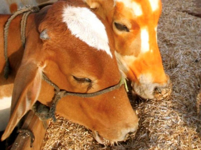 cattle were distributed among widows recently photo file