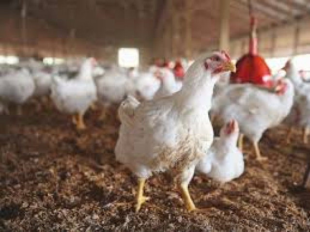 poultry sector photo express poultry sector photo express