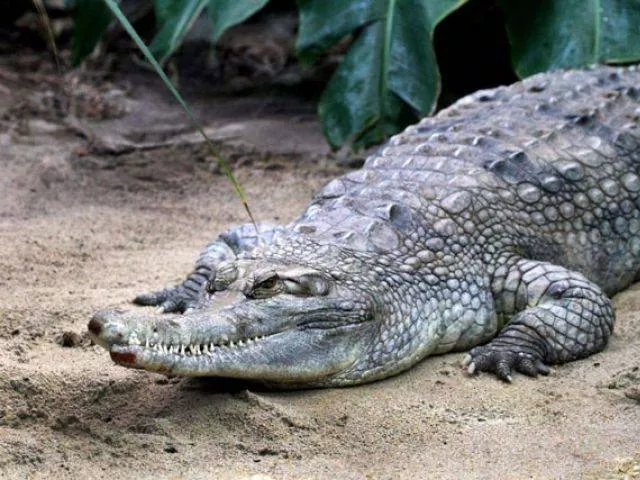 the animal kept roaming in the village for three hours before villagers forced it back to the river photo afp file the animal kept roaming in the village for three hours before villagers forced it back to the river photo afp file