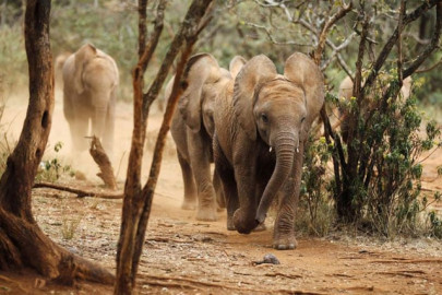 african elephants suffer worst decline in 25 years african elephants suffer worst decline in 25 years