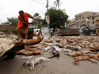 educate vaccinate world rabies day tomorrow