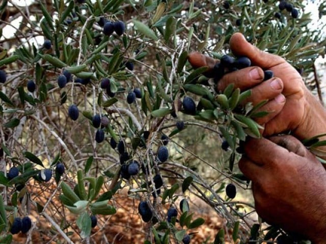 in addition scientists in punjab have collected around 52 olive genes that cover the entire range available in the world including ones from spain italy turkey tunisia palestine syria and jordan photo afp in addition scientists in punjab have collected around 52 olive genes that cover the entire range available in the world including ones from spain italy turkey tunisia palestine syria and jordan photo afp