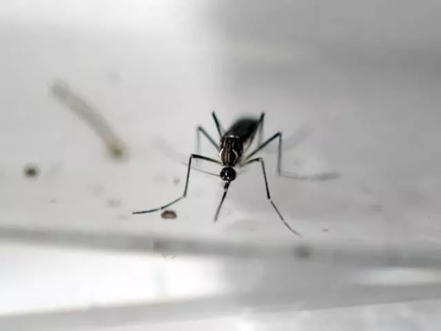 outbreaks of zika have been reported in tropical africa southeast asia the pacific island and most recently the americas photo afp outbreaks of zika have been reported in tropical africa southeast asia the pacific island and most recently the americas photo afp