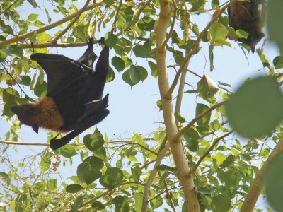 out of nowhere megabats take over all the big trees on island