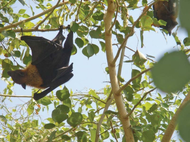 a megabat hangs upside down on the tree branches photo express a megabat hangs upside down on the tree branches photo express