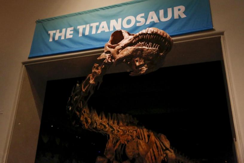 the skeleton cast of a titanosaur is seen during a media preview at the american museum of natural history in new york photo reuters