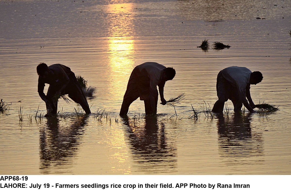 ayub agricultural research aari director general dg abid mehmood said new climate tolerant crop varieties will help address the problem of climate changes photo app