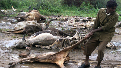 carcasses pile up as india s dalits protest prejudice