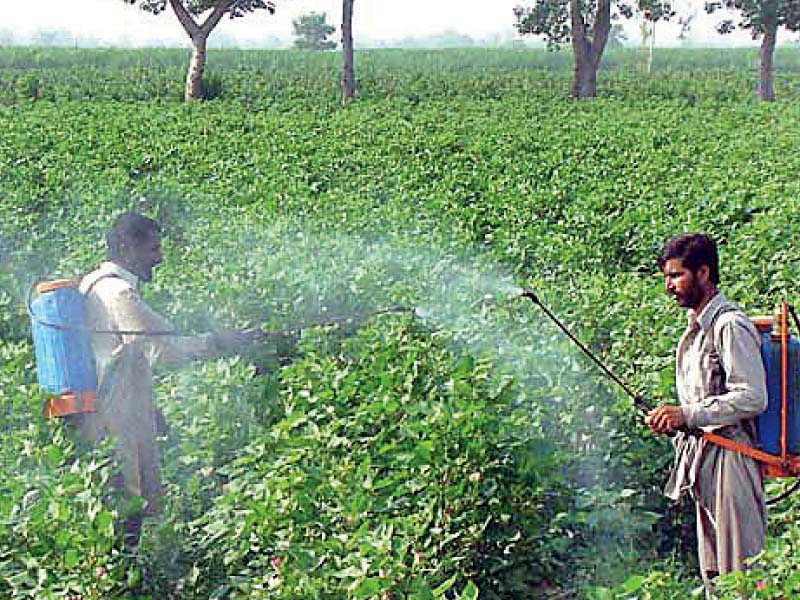 farmers spray insecticide on their crop photo file