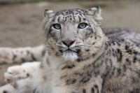 snow leopards are a highly endangered species of big cat found in the hindu kush himalayan range photo wwf pakistan file